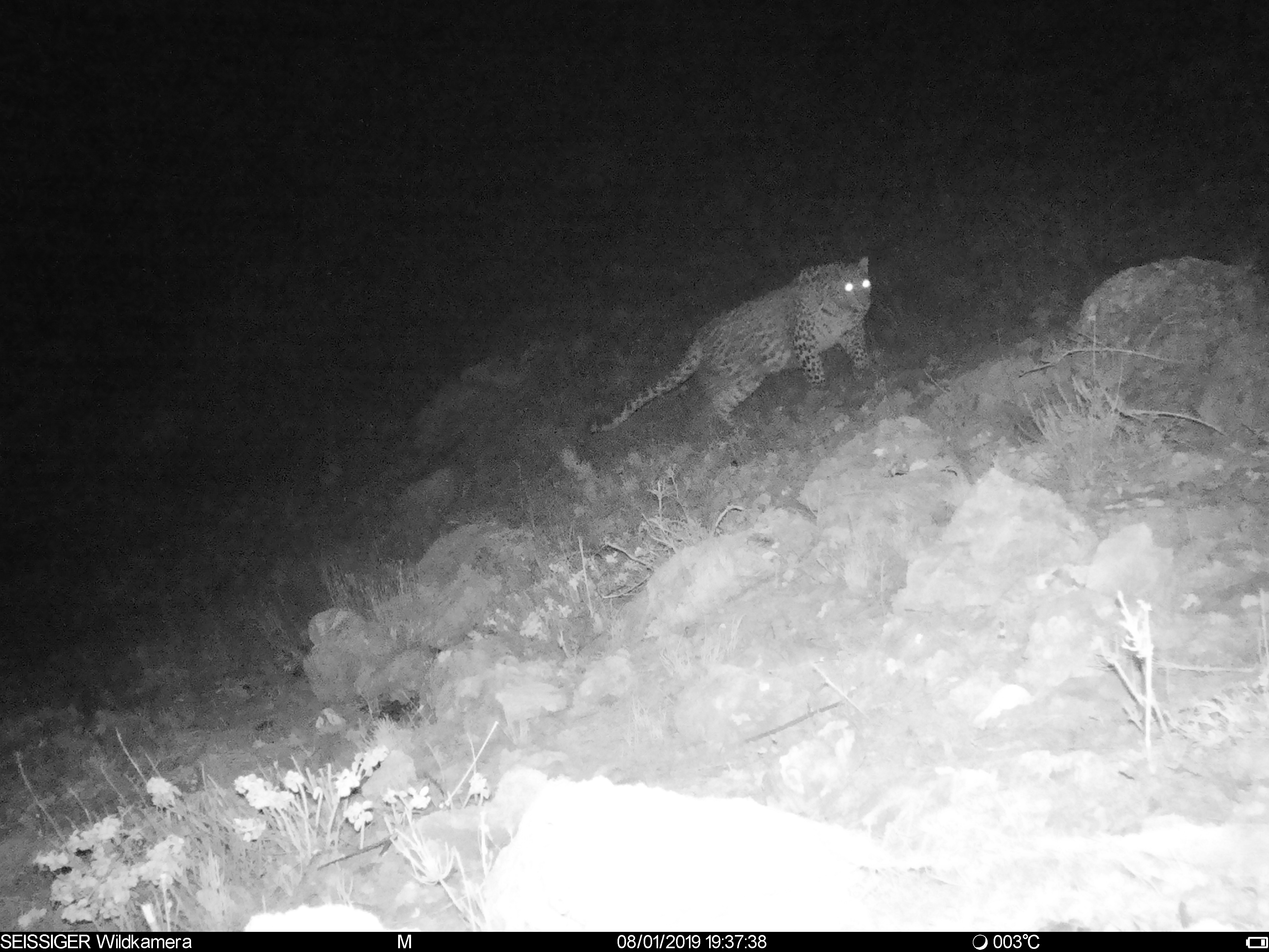 Vivacell-MTS: Another Caucasian leopard spotted by cameras in Armenia 1