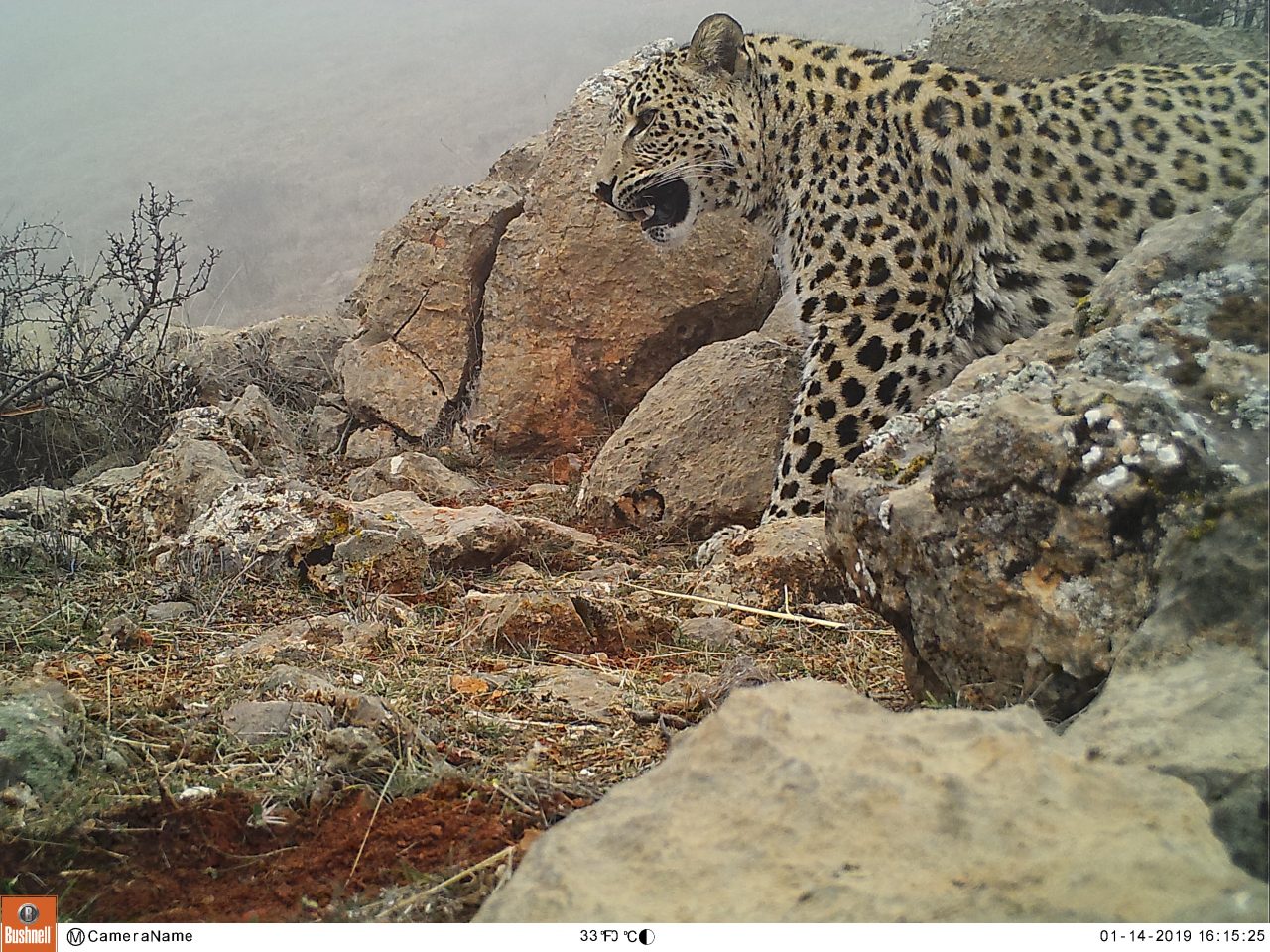 Vivacell-MTS: Another Caucasian leopard spotted by cameras in Armenia