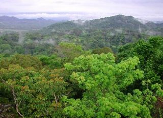 Անտառների վերականգնումն ուղի է հարթում դեպի ապաքինում և բարեկեցություն. Այսօր անտառների միջազգային օրն է