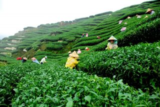 Շրի Լանկան կարող է 2023 թվականին թեյի արտադրությունն ավելացնել մինչև 300 միլիոն կիլոգրամ