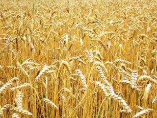 Այս տարի սպասվում է ցորենի 305-310 հազար տոննա բերք