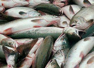 Այս տարի 57%-ով աճել է Հայաստանից ձկան արտահանումը
