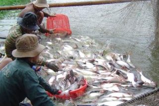 Կստեղծվի Սևանա լճում իշխանի պաշարի վերականգնման և ձկնաբուծության զարգացման հիմնադրամ
