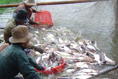 Արարատի և Արմավիրի մարզերում գործող ձկնաբուծարաններում կներդրվեն ջրի խնայողական համակարգեր