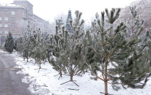 Քաղաքապետարանը խոստանում է վերահսկել եղևնիների և սոճիների վաճառքը