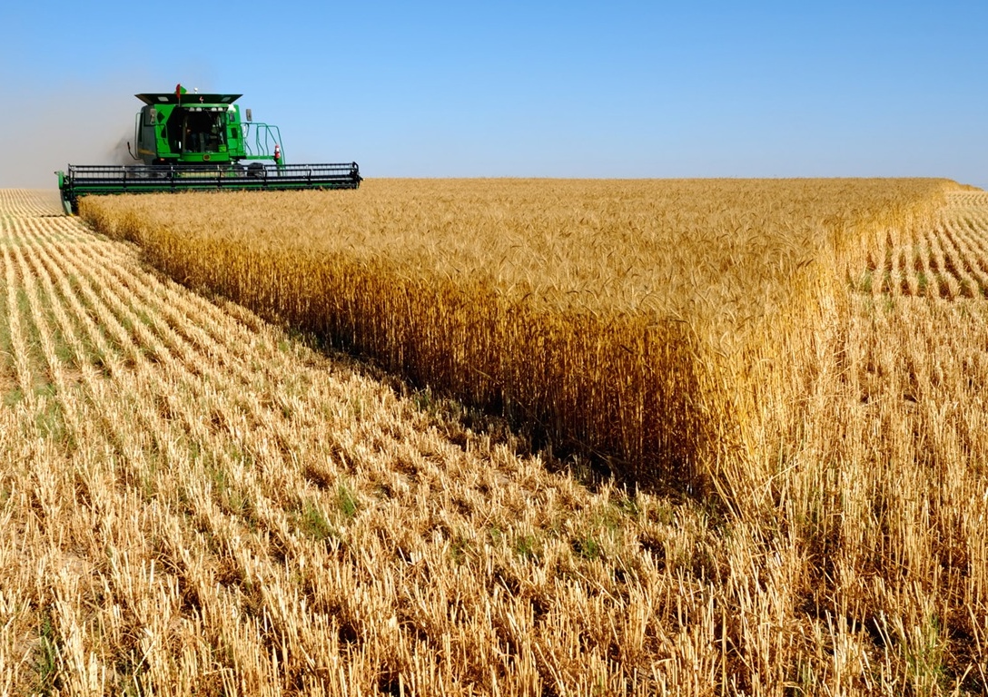 2013թ.-ին Հայաստանում ցորենի արտադրությունն աճել է ավելի քան 25%-ով