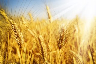 «Սովեկոն» ընկերության հաշվարկներով ցորենի համաշխարհային պաշարները կբավականացնի մինչև 18 շաբաթ