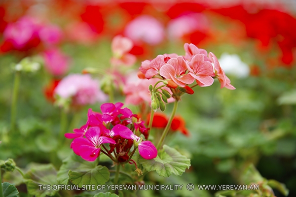 2015թ. Երևանը կզարդարվի շուրջ 3 մլն ծաղիկներով