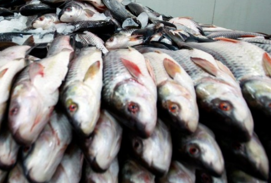 2014թ.-ին մեր երկիրն արտահանել է  2 հազար 274.6 տոննա ձուկ