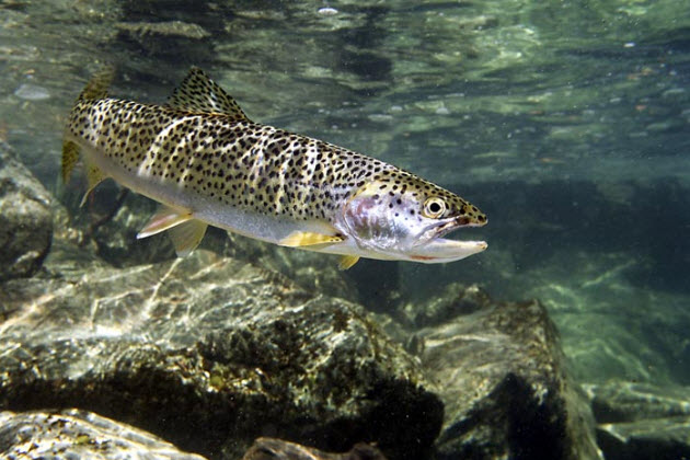 Հայաստանից ձկան արտահանման ծավալները նվազել են 32%-ով