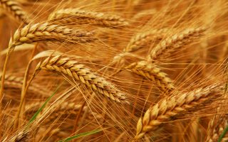 Հայաստանում ցորենը մթերվում է մեկ տոննայի դիմաց 100-120 հազար դրամ գնով