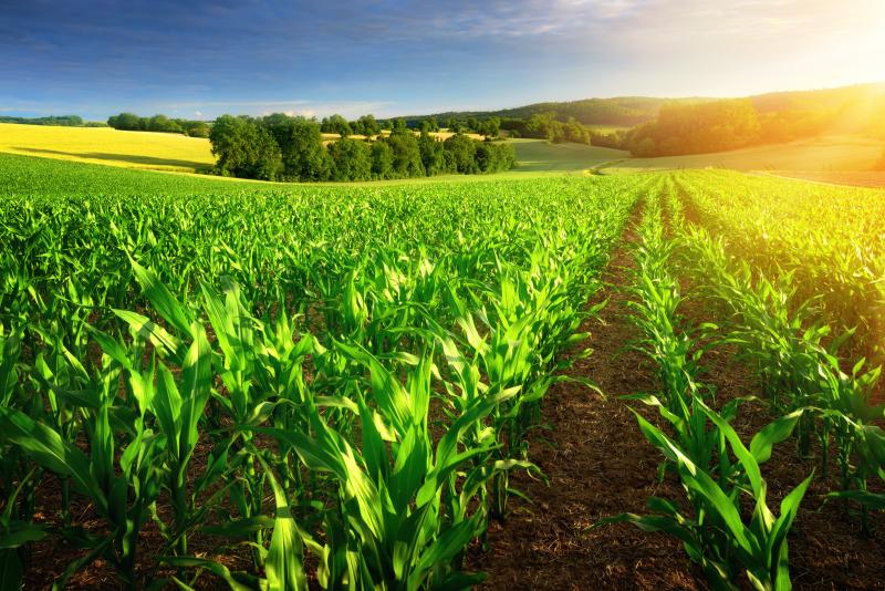 Հայաստանում գյուղատնտեսության ոլորտն ապահովում է ՀՆԱ-ի 6.3%-ը
