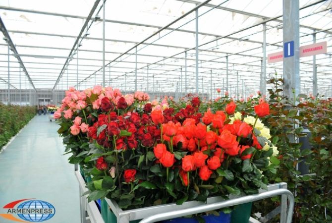 «Արմյանսկիյ Ուրաժայ» ընկերությունը հոլանդական վարդեր կարտահանի ԵԱՏՄ երկրներ