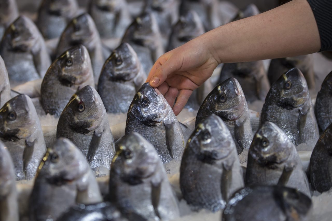 Ռուսաստանից ձկան արտահանման ծավալը հունվարին աճել է 19,5 տոկոսով