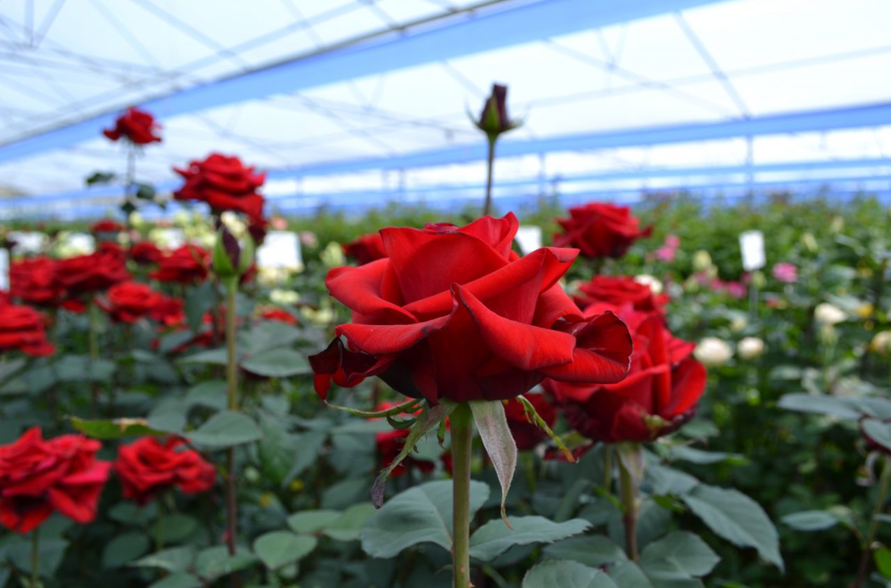 INVEST IN ARMENIA. Բարձրորակ վարդերի արտադրության ներդրումային ծրագիր