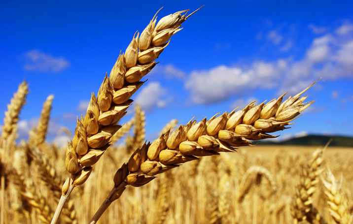 Ռուսաստանում հացահատիկի բերքը 2022 թվականին կարող է կազմել մինչեւ 130 միլիոն տոննա