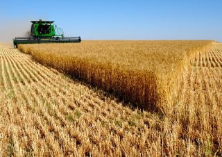 Ժողովուրդ․ Հայաստանում ցորենի բերքատվությունը մոտ 50 տոկոսով նվազել է