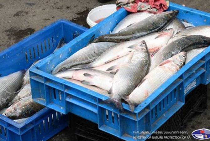 Առգրավվել է ապօրինի վաճառվող 1002 հատ սիգ տեսակի ձուկ