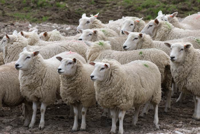 «Ժամանակ». Կառավարությունը կաջակցի ոչխարների ավելացմանը