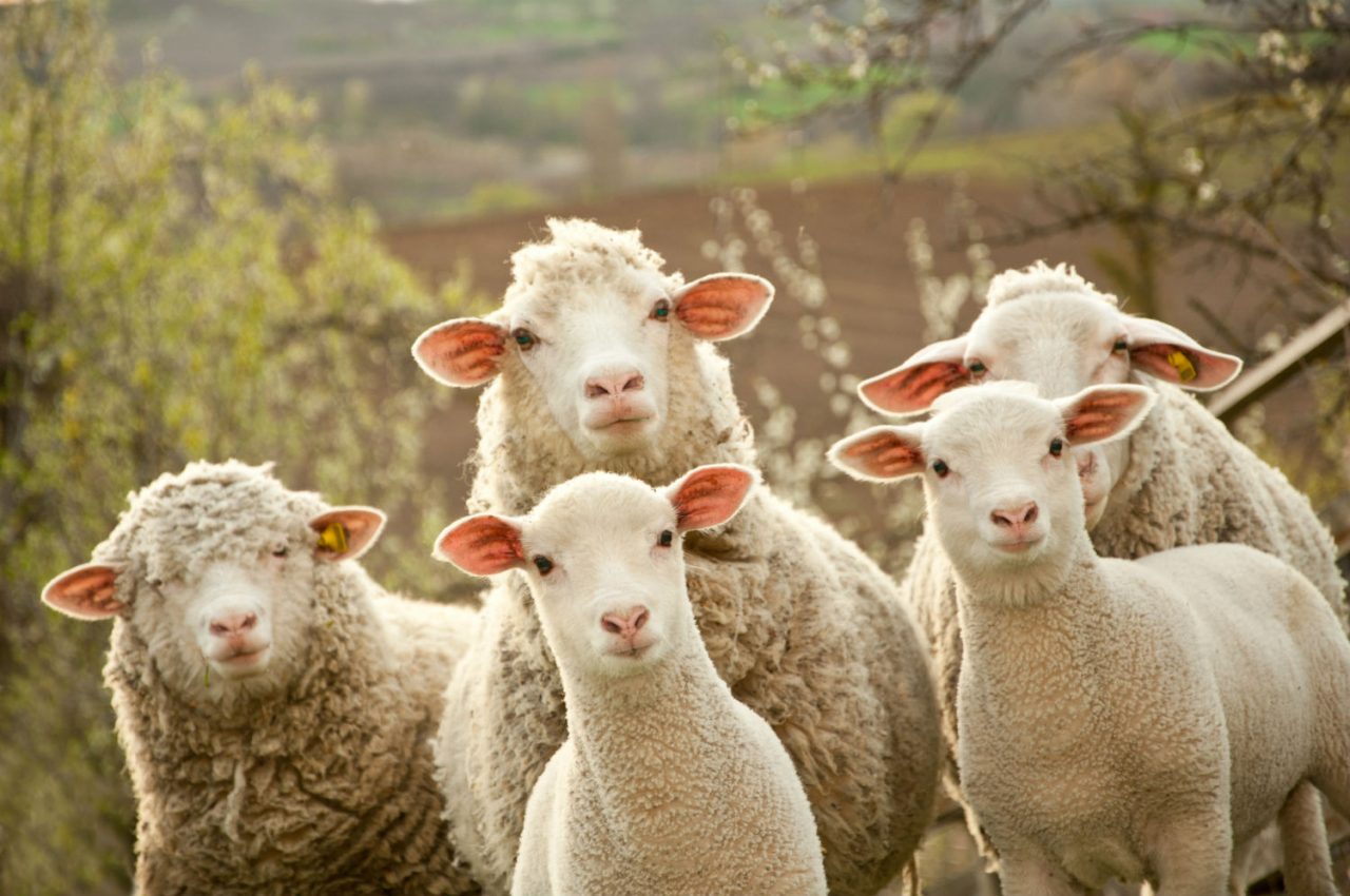 Պետության աջակցությամբ ներկրվել է ավելի քան 200 գլուխ ոչխար