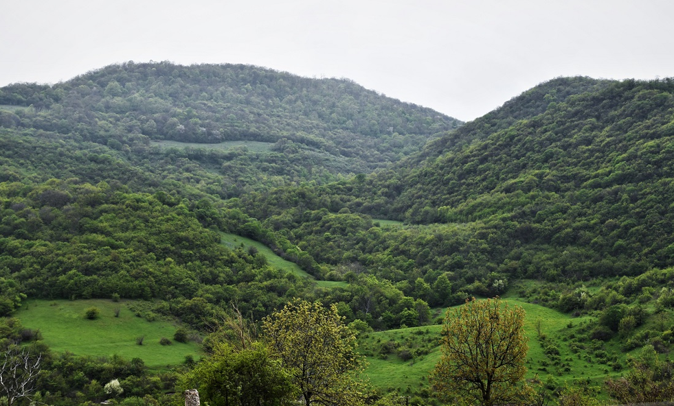 Հայաստանում ծառերի ավելացումը կօգնի դիմակայել կլիմայի փոփոխությանը