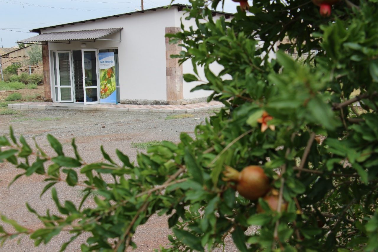 Չորացրած միրգն ու բանջարեղենը բարելավում են Հայաստանի գյուղական բնակավայրերի դպրոցական սնունդը
