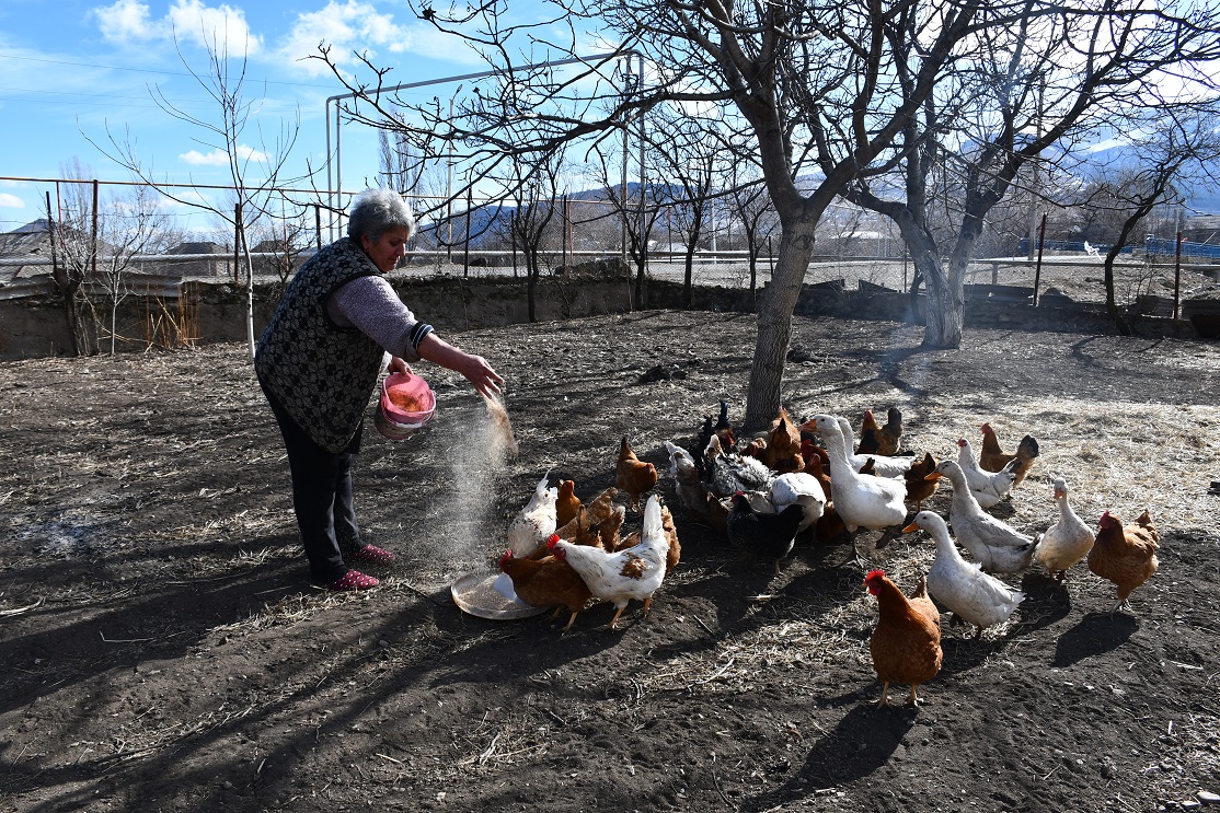 ՄԱԿ-ի պարենի եւ գյուղատնտեսության կազմակերպությունը շարունակում է աջակցել Հայաստանի խոցելի ընտանիքներին՝ ԵՄ ֆինանսավորմամբ անասնակեր եւ թռչնակեր տրամադրելու միջոցով