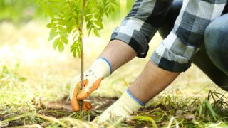 ԱՄՆ-ում նախատեսել են 10 տարում 1 միլիարդ ծառ տնկել