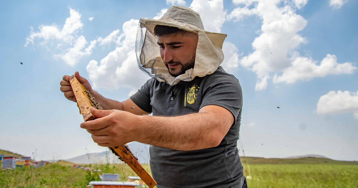 Բուժիչ մեղր՝ Սպիտակ մելիլոտուսից. նոր մշակույթ հայկական մեղվապահության մեջ
