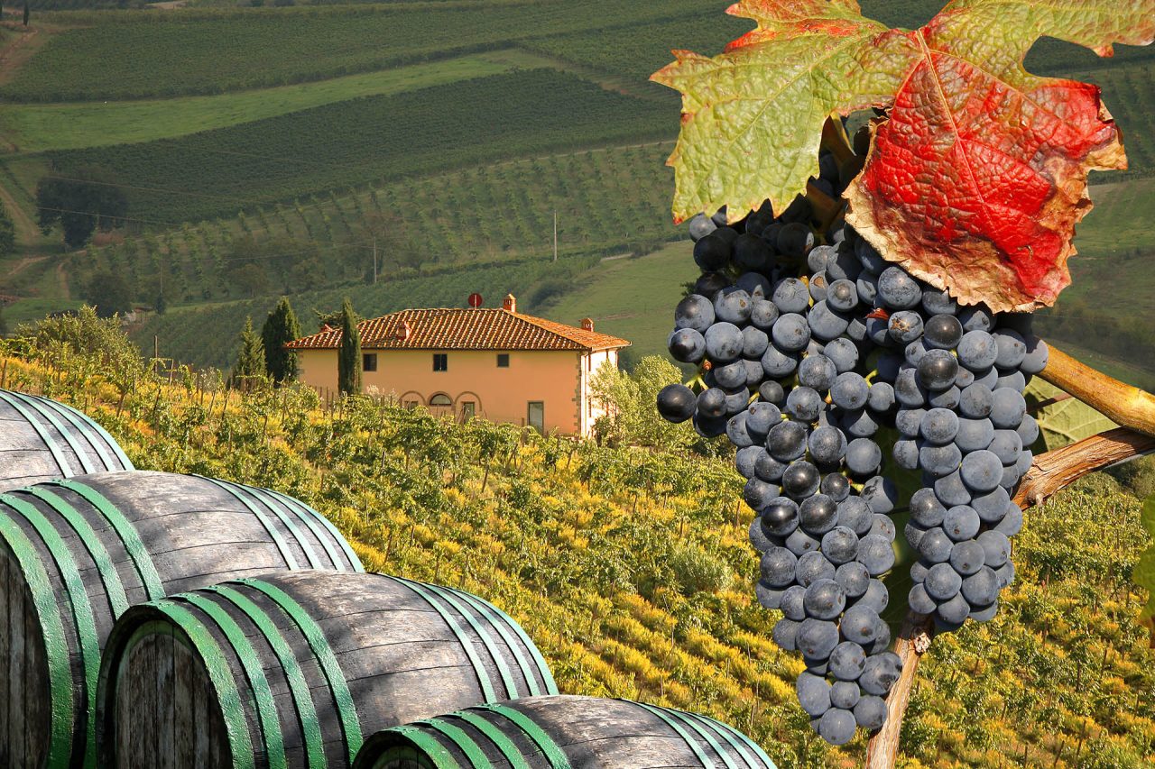 Կլիմայի փոփոխության պատճառով Իտալիայում գինու բերքը կարող է կրճատվել 20%-ով
