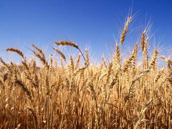 За июль-август из России было вывезено 5,7 миллиона тонн зерна