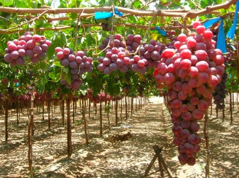 В Армении за 5-7 лет будет создано 5 тысяч гектаров садов кишмишного винограда