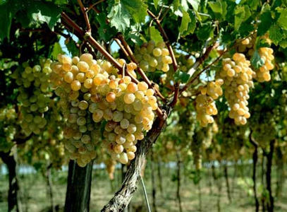 В этом году экспорт винограда более чем удвоился
