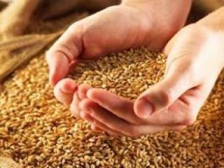Турция стала крупнейшим импортером российского зерна