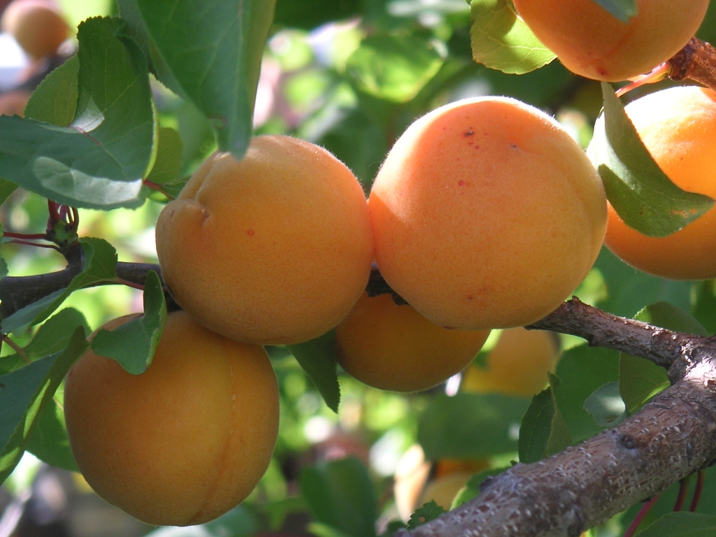 В этом году экспорт абрикосов побил новый рекорд